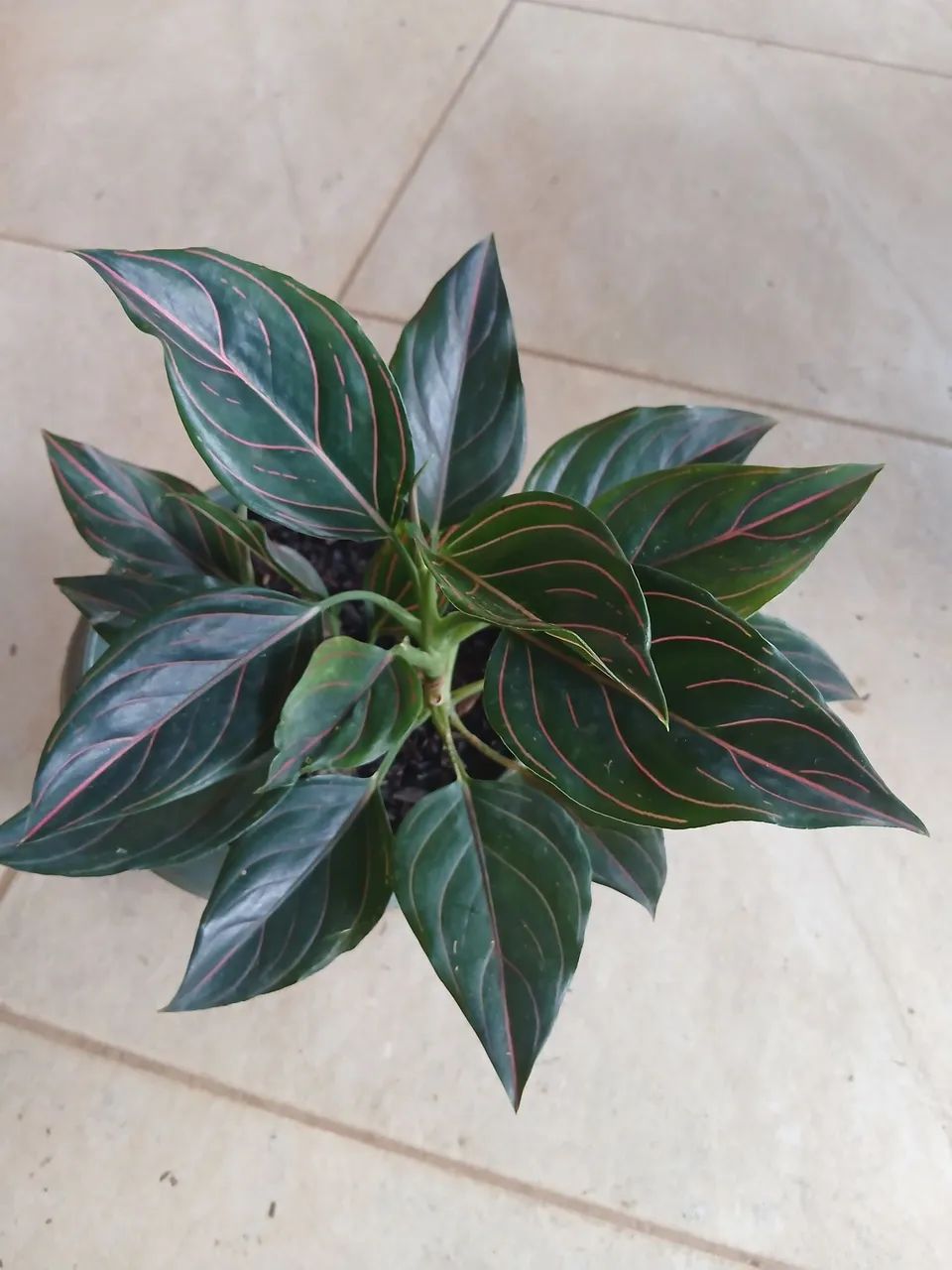 Planta  - Foto 2
