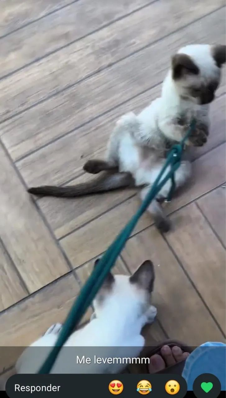 Doação de gatinho siamês  - Foto 2