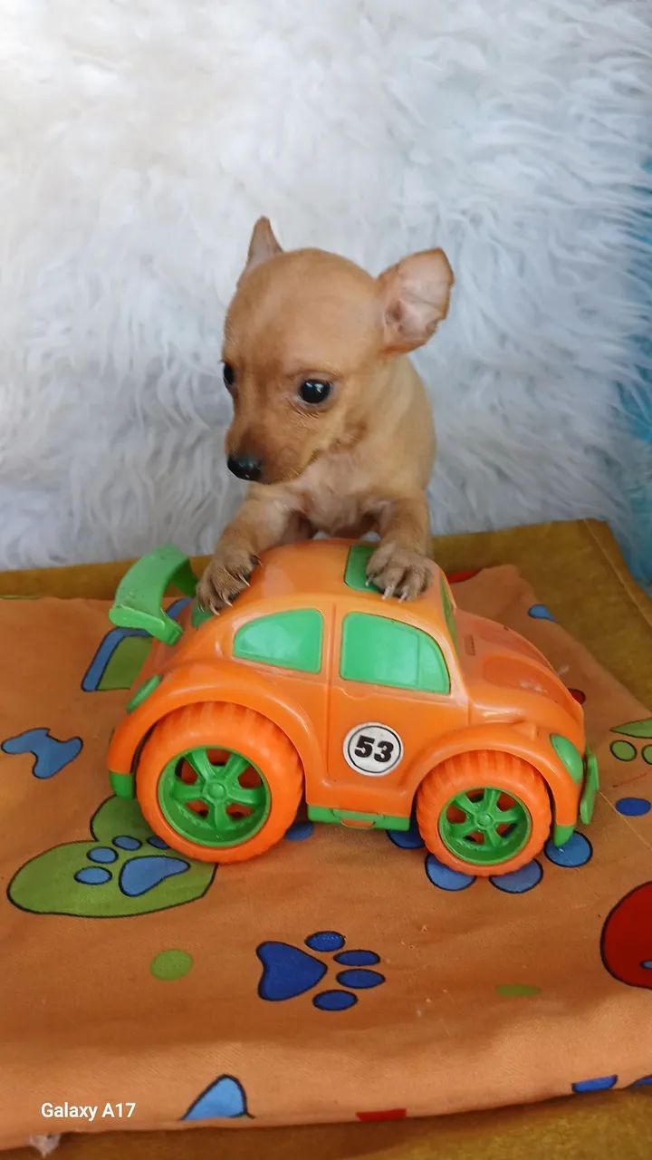 Pinscher bem .miudos - Foto 5