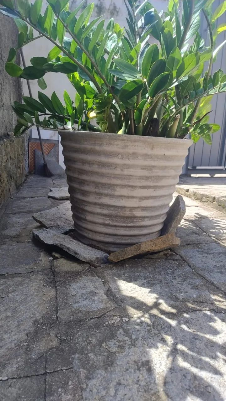 Zamiocuca - Foto 3