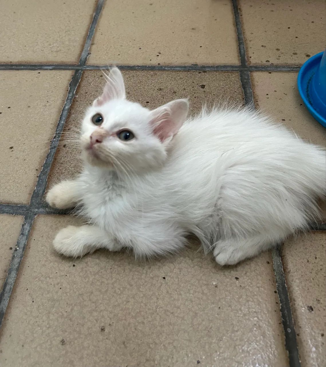 Gato filhote para adoção  - Foto 2