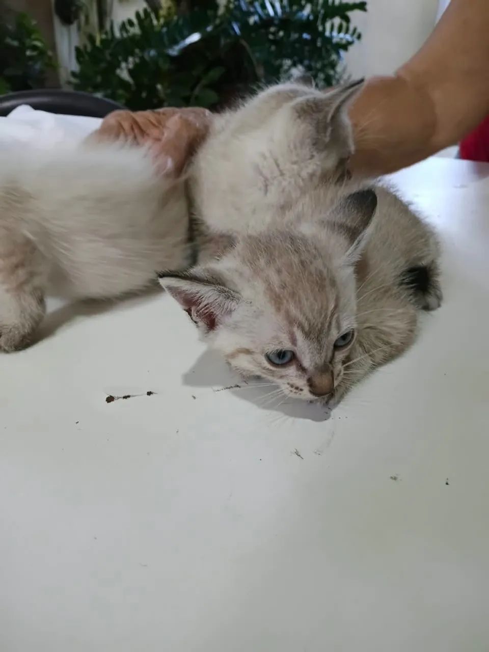 Gatinhas pra adoção responsável  - Foto 2