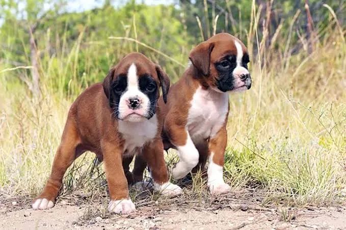 Boxer Filhotes  - Foto 2