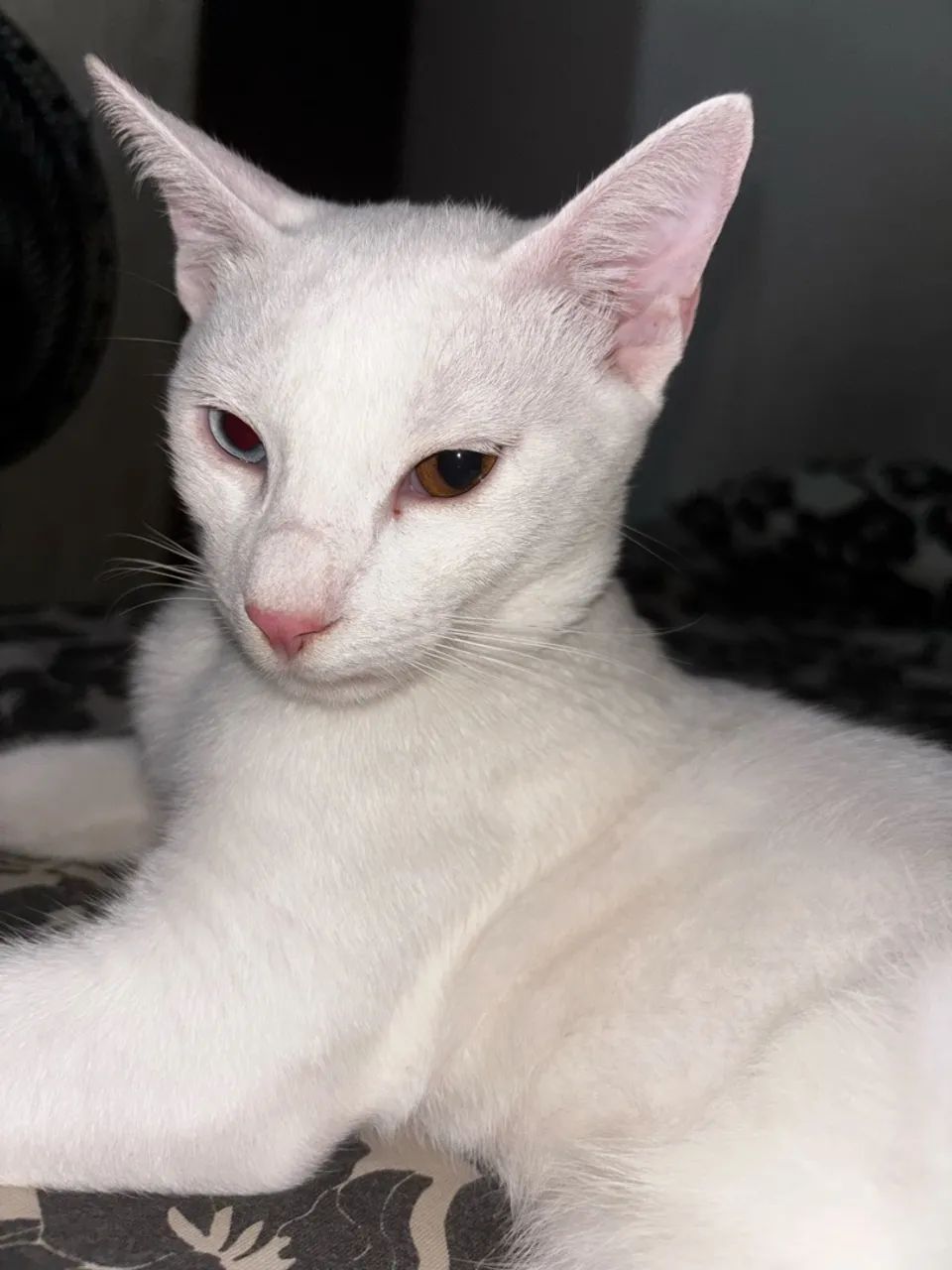 Doação de gatos urgente 