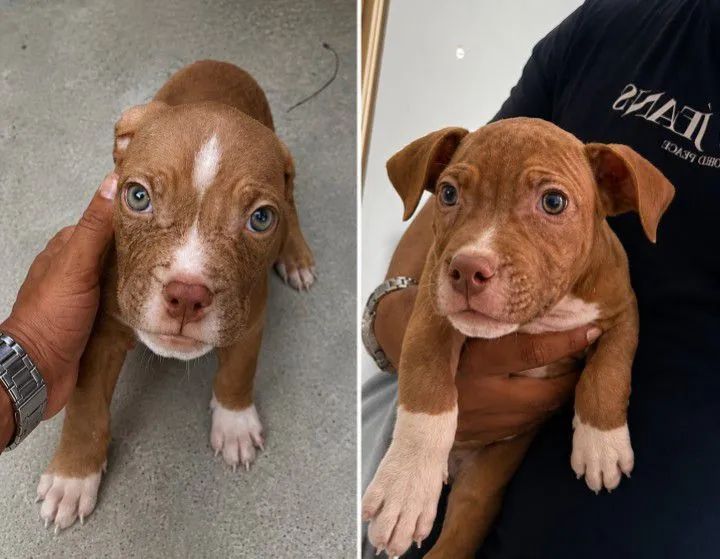 Filhotes de American Bully 