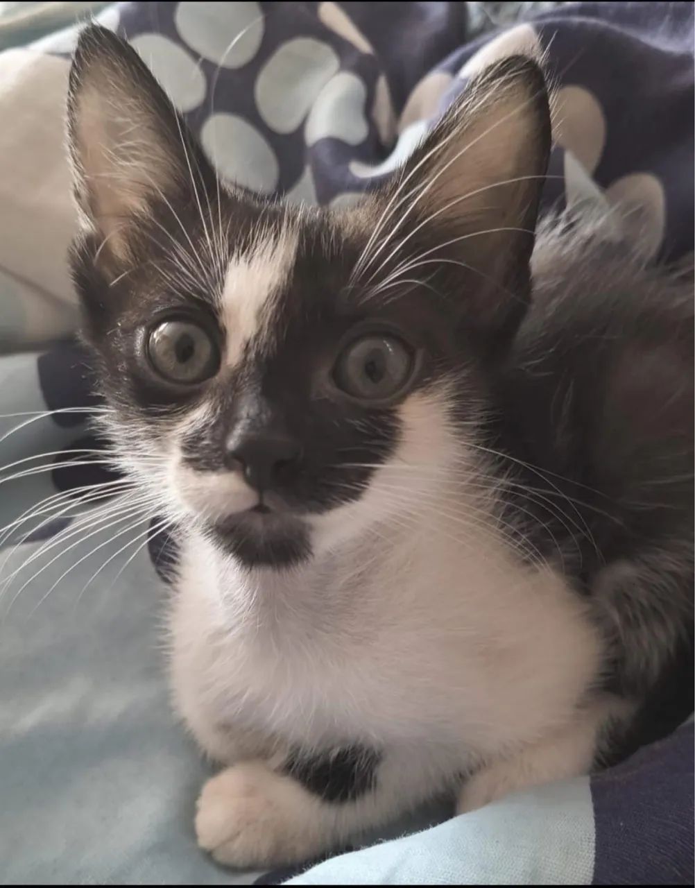 Doa-se linda gatinha