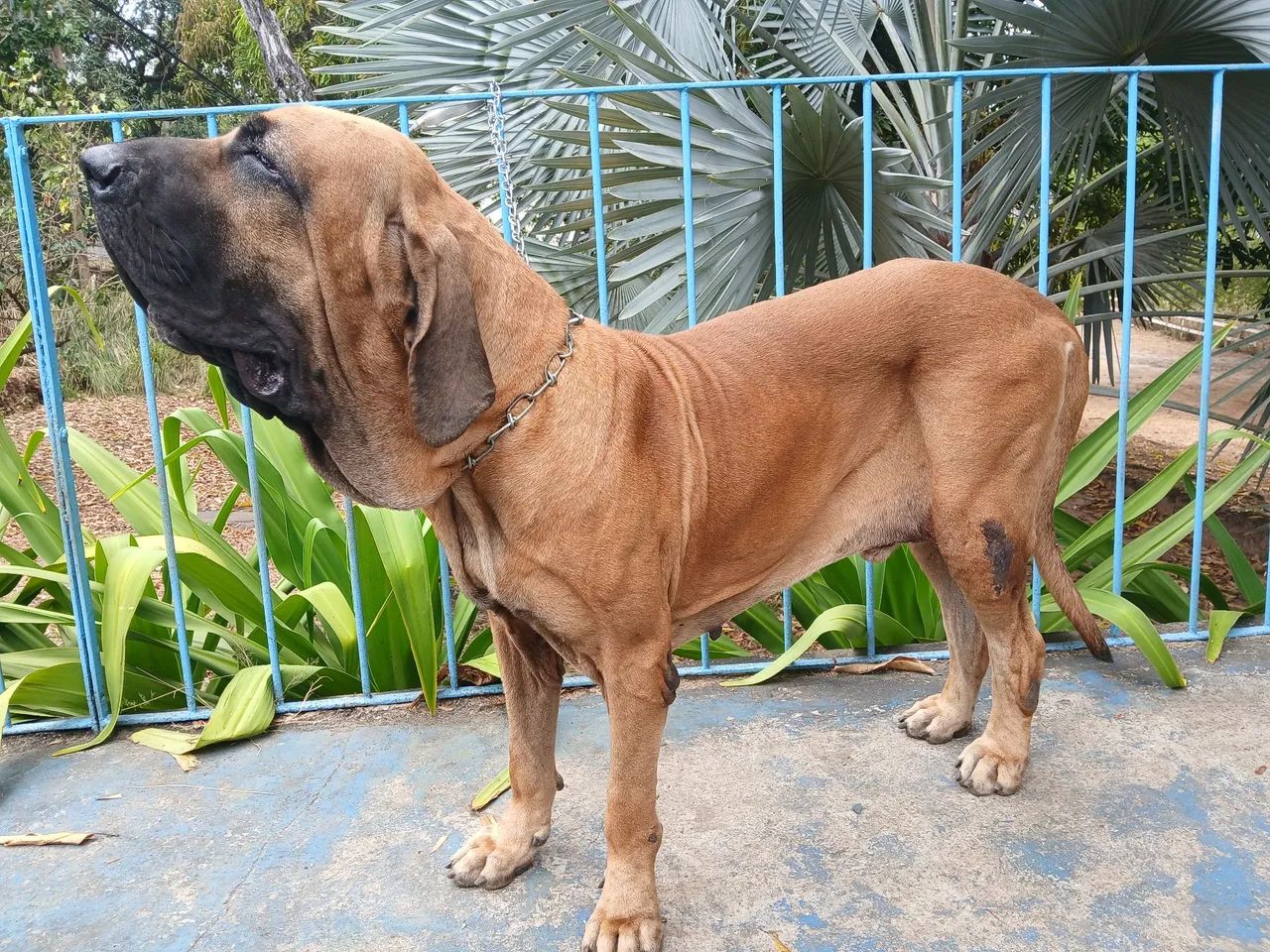 FILA BRASILEIRO - Foto 2