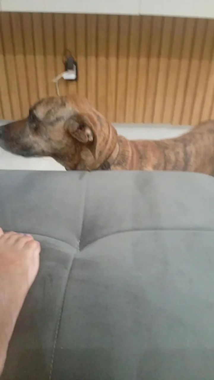 Estou doando esse cachorrinha 