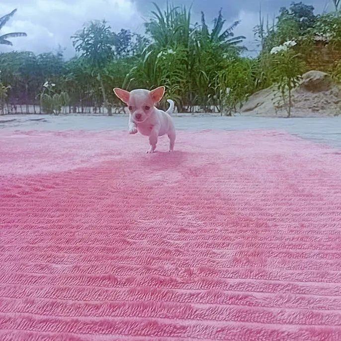 Chihuahua  - Foto 2