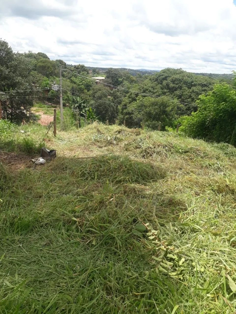 Foto - Ibirité - Palmeiras (Parque Durval de Barros)