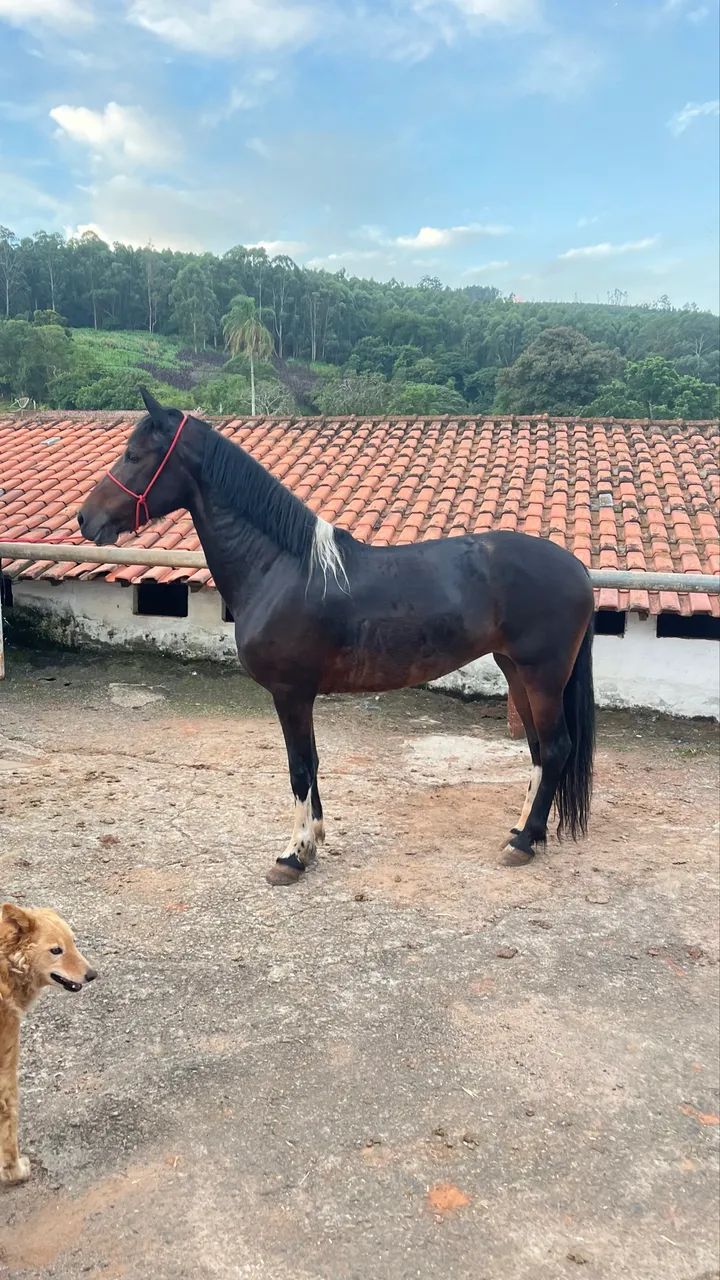 Égua manga larga  - Foto 2