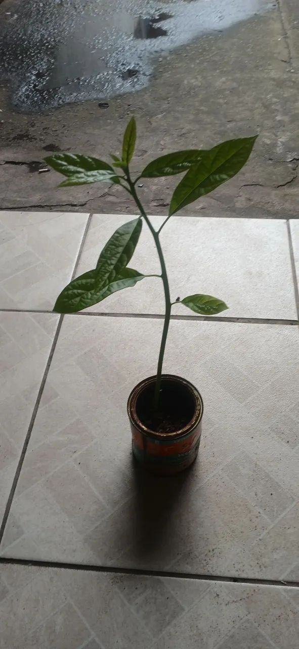 Muda de Abacate  - Foto 5