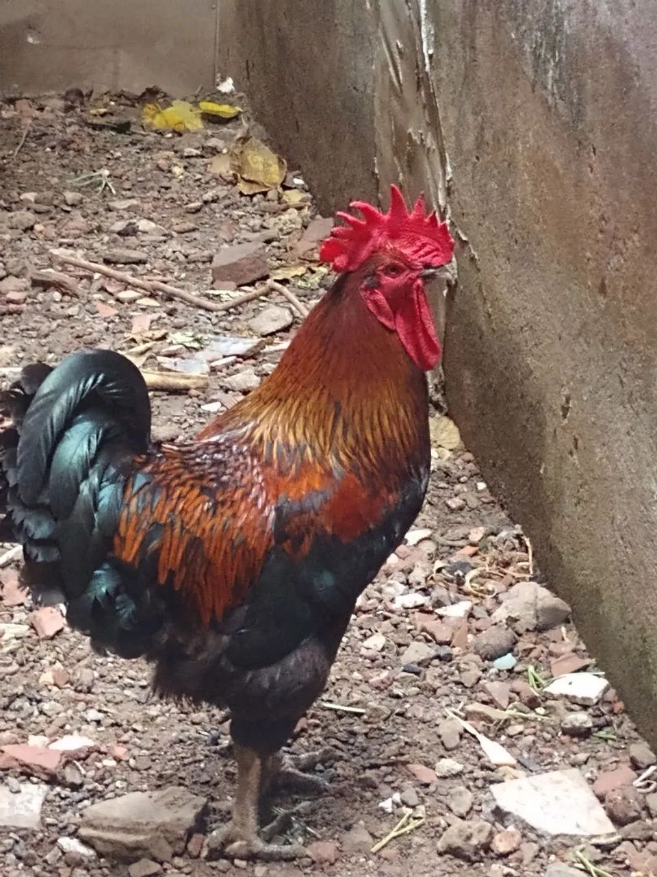 Galo - Foto 3