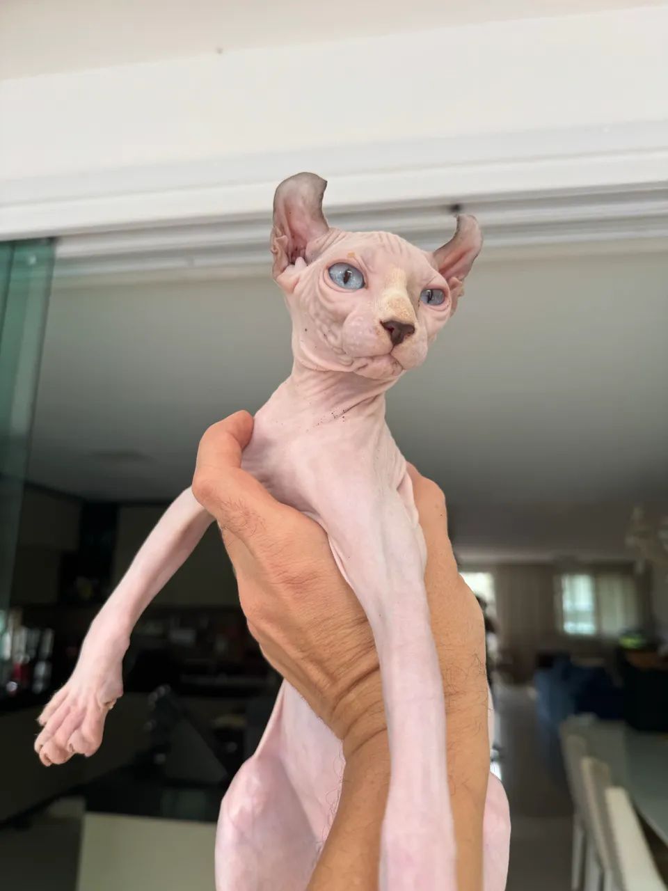 Lindo Sphynx (Elf) - Foto 3