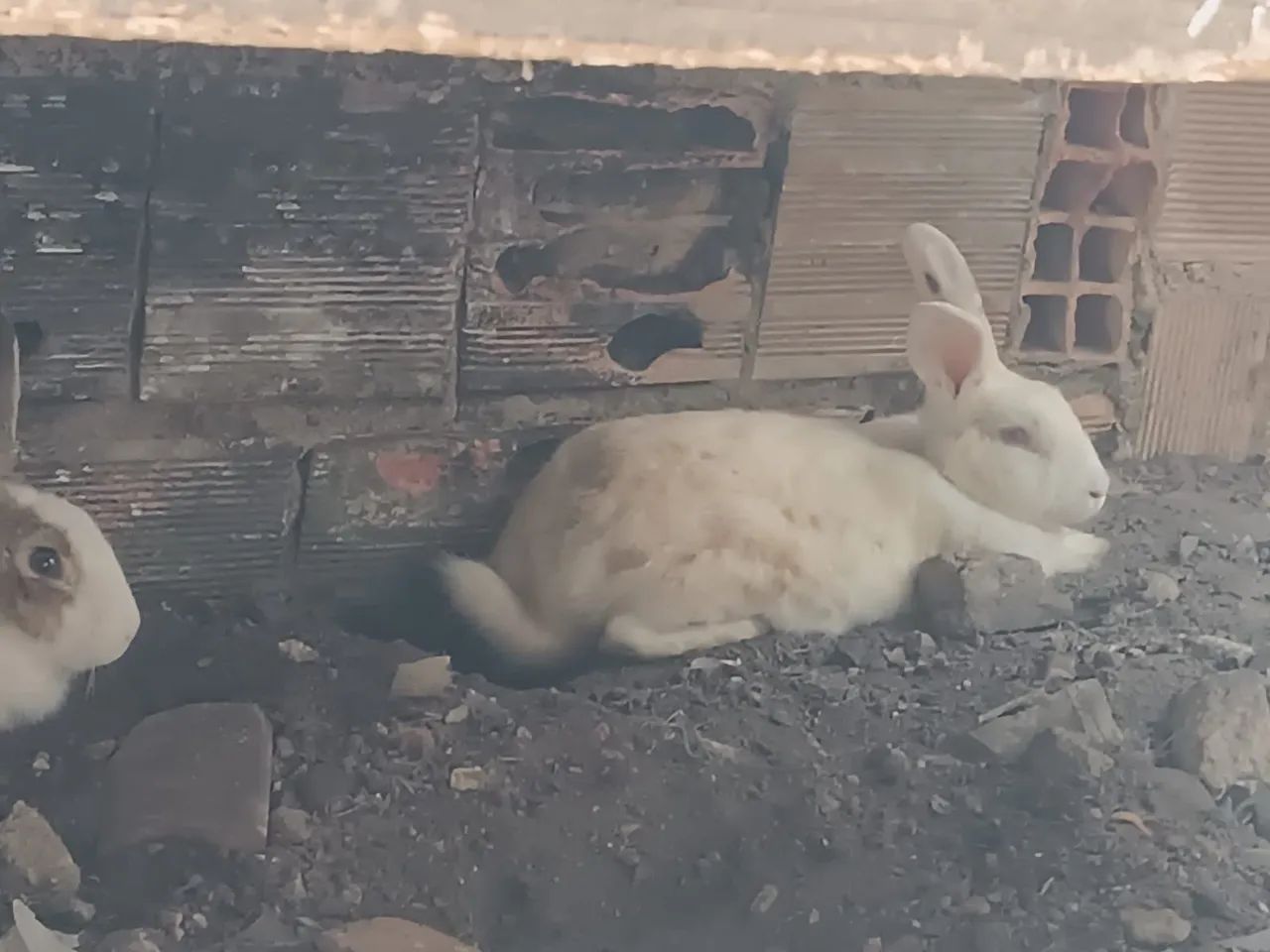 Coelhos  - Foto 5