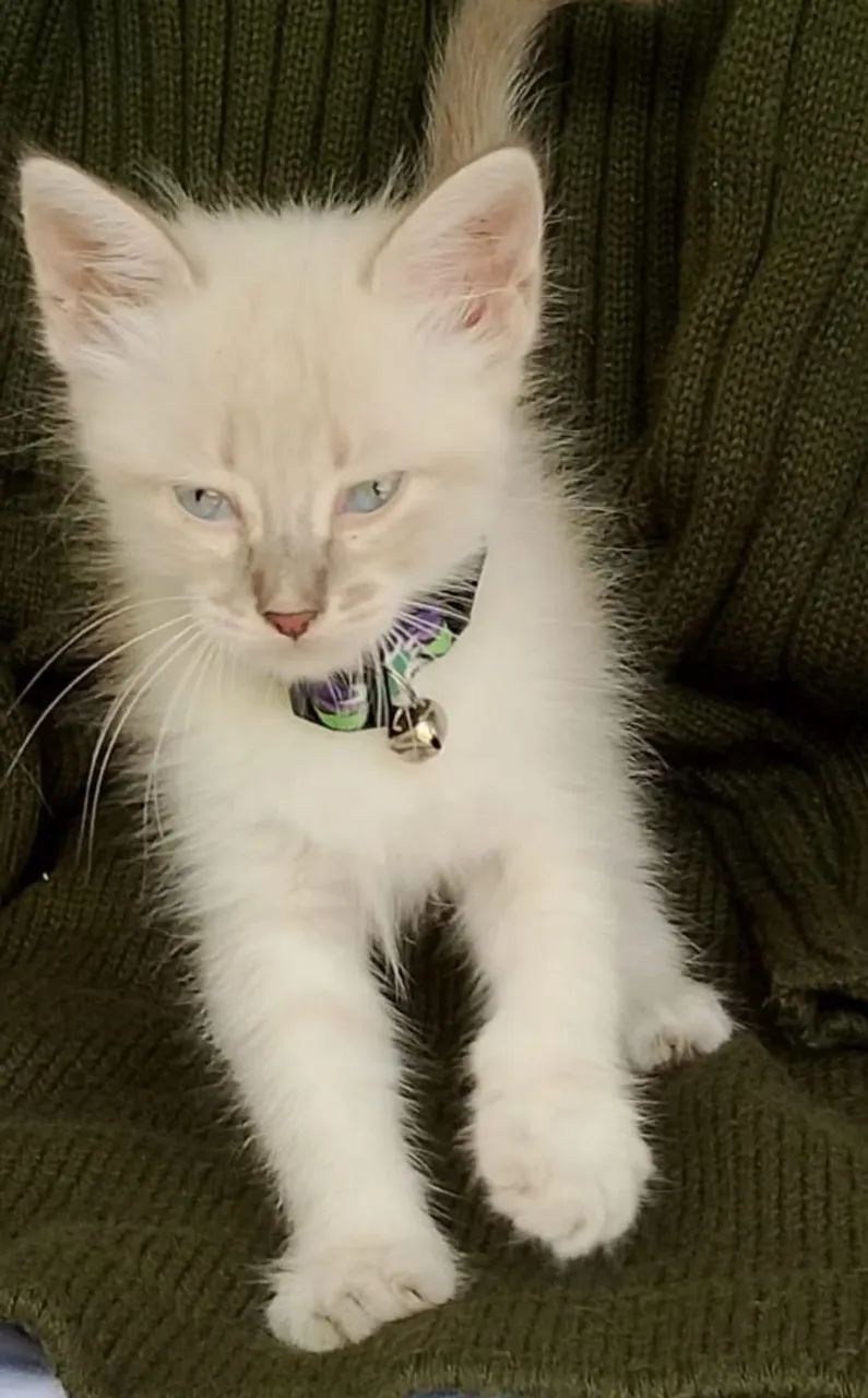 Gato siamês tigrado peludinho com 2 meses  - Foto 5