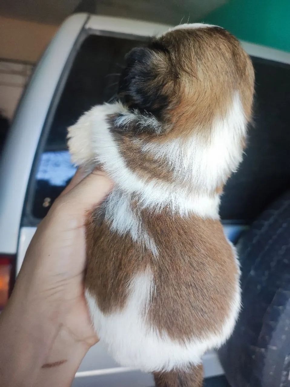 Shitzu macho disponível ? - Foto 3