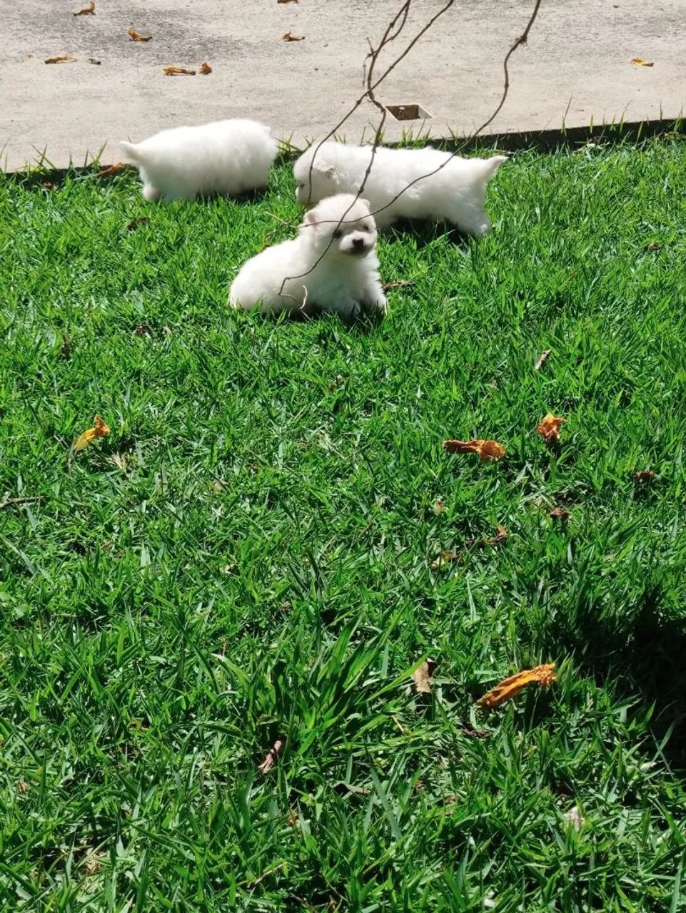 Spitz Alemão  - Foto 4