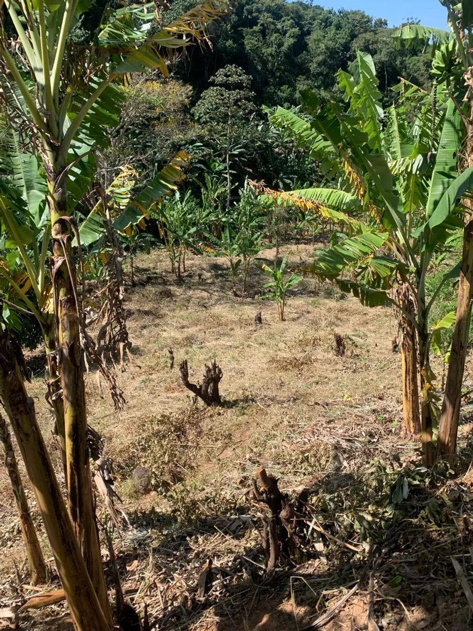 Terreno/Lote em Serra de Pacoti - Foto 5