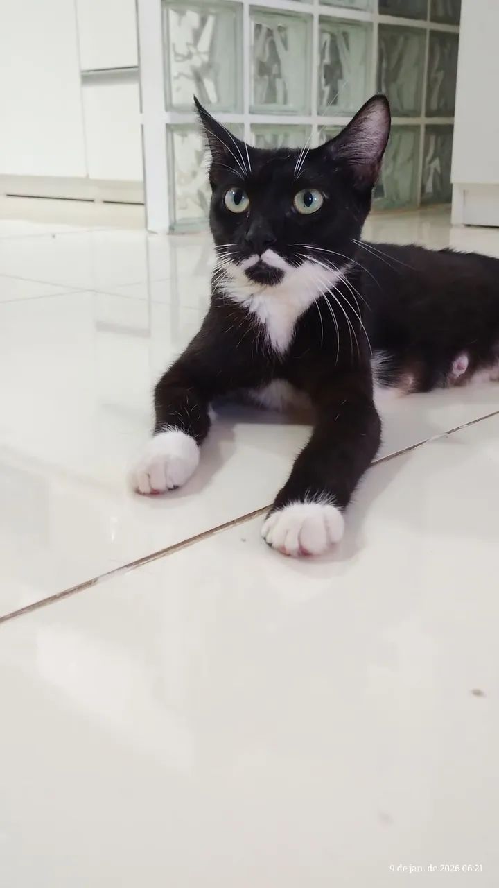 Doação de gatinha  - Foto 4