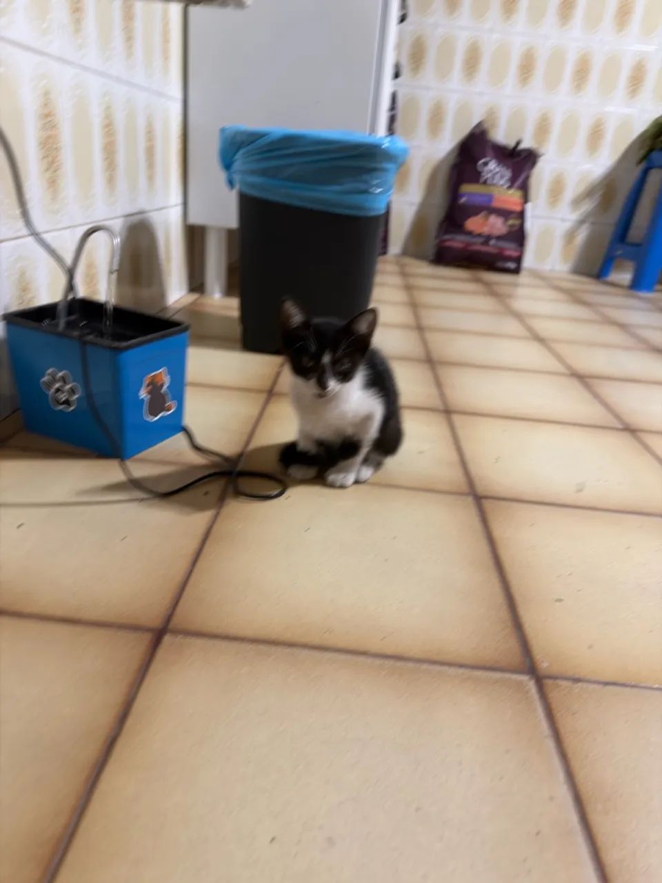 Doação de gatos  - Foto 3