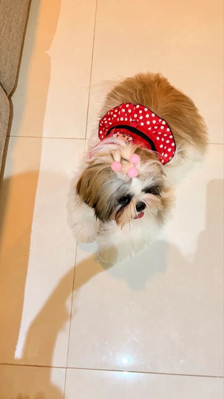 Cachorra raça Shihtzu 