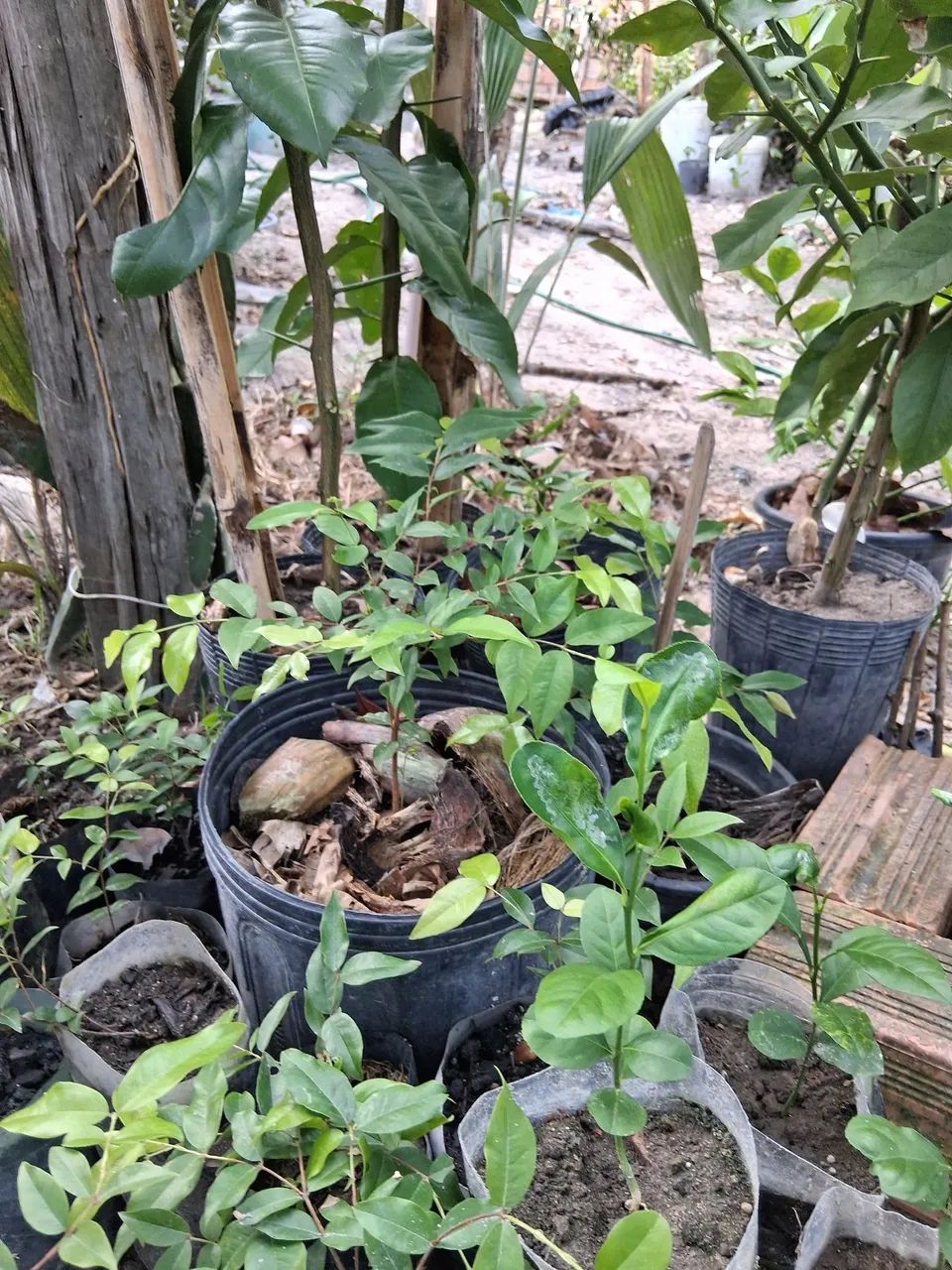 mudas de jaboticaba  hibrida  - Foto 2
