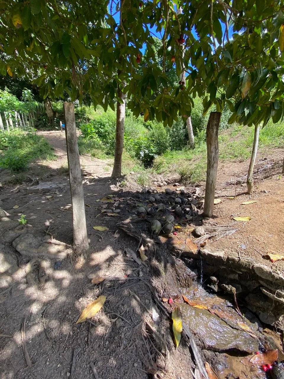 Sítio com 17,5 hectares União Dos Palmares  - Foto 5