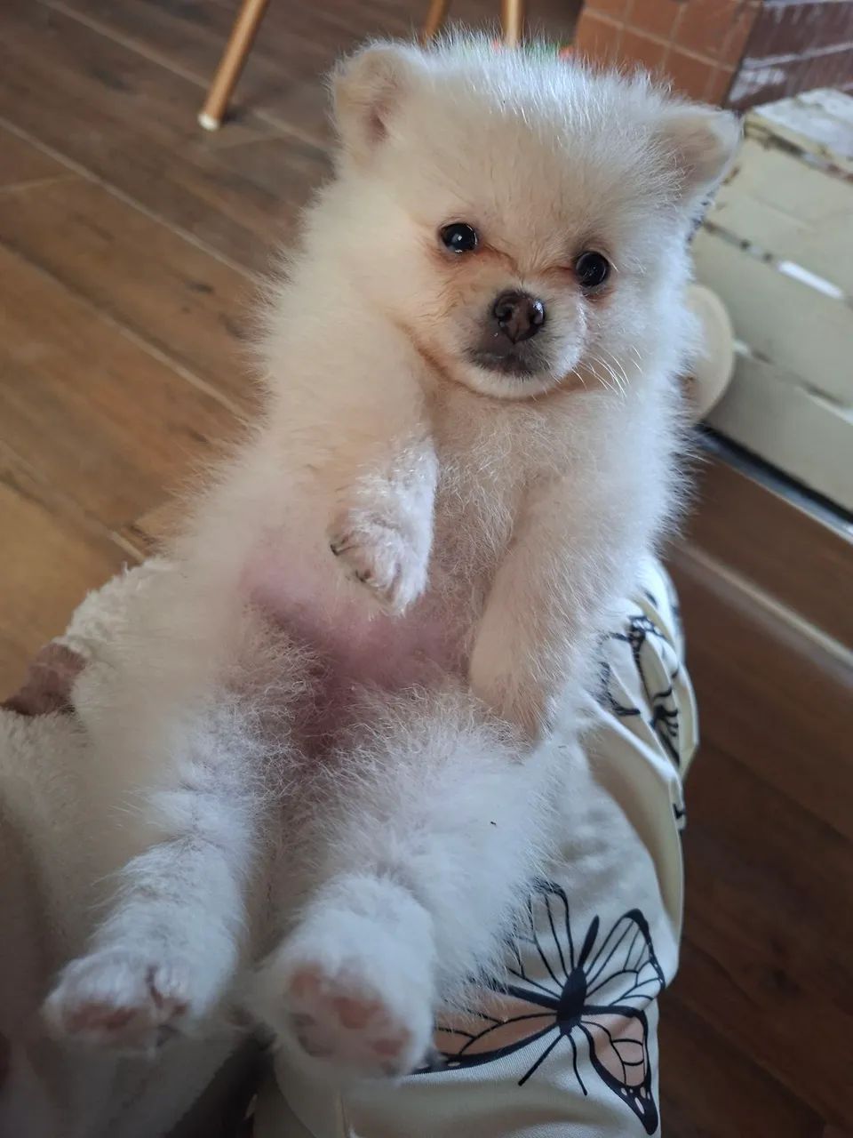 Filhotes Spitz Alemão  - Foto 2