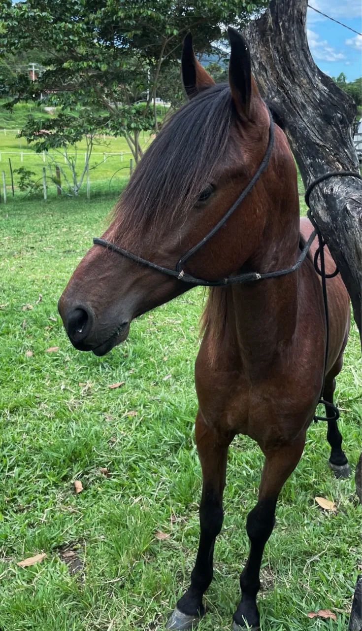 Potro Mangalarga Marchador (2 anos) - Foto 3