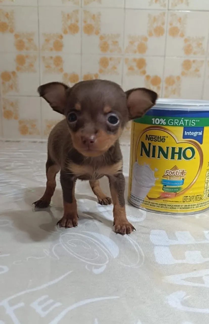 Pinscher -A pronta entrega Tm Zero 