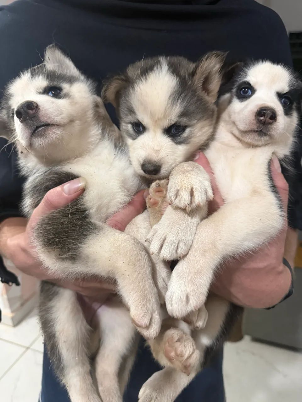 Husky siberiano 