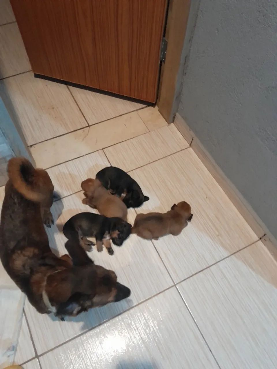 Doação  - Foto 2