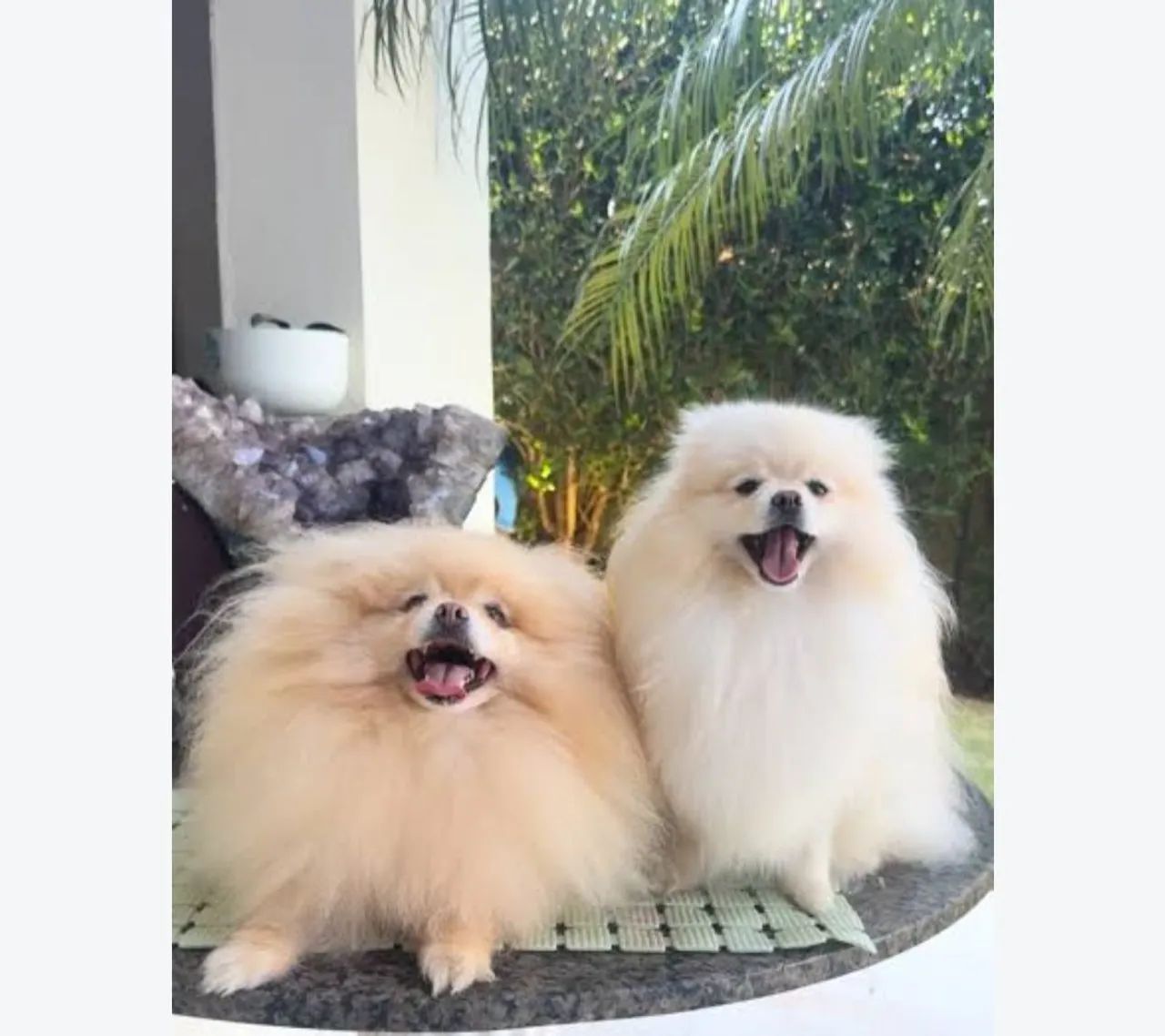 Spitz alemão anão macho - Foto 2