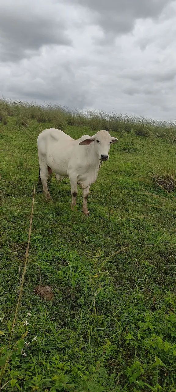 Vende se um lote 11 cabeça de gado  - Foto 2
