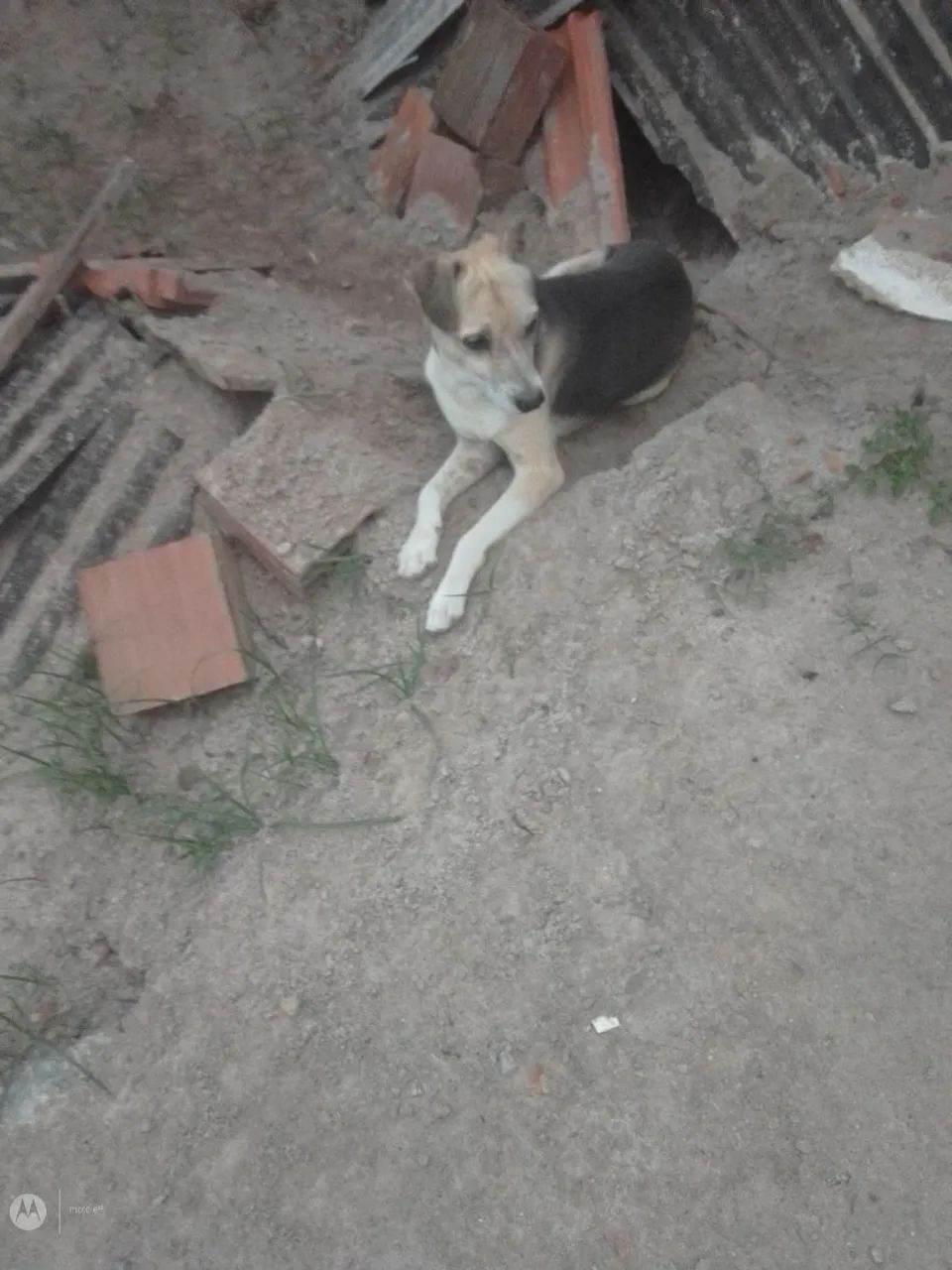 Cachorro excelente  - Foto 2