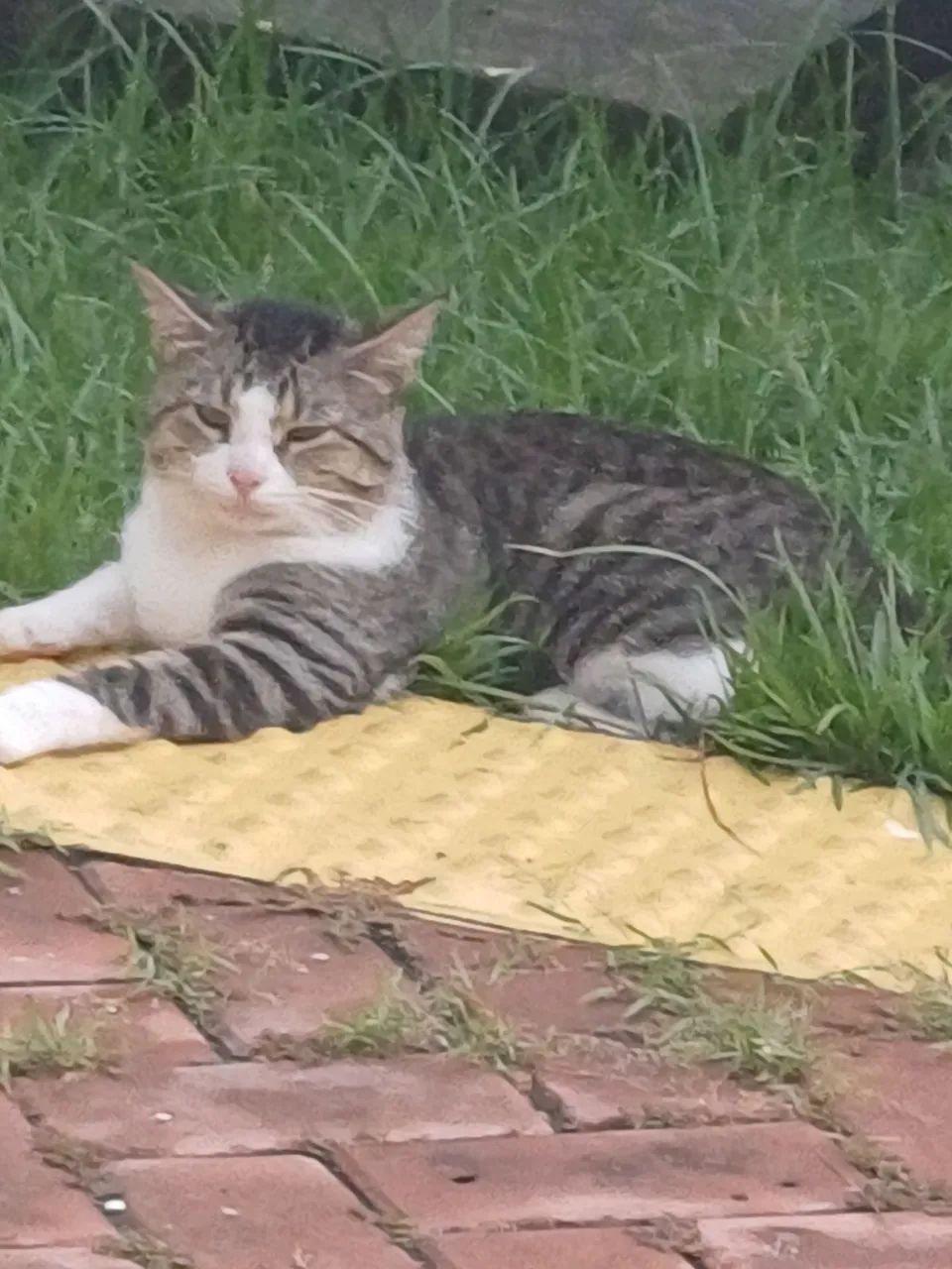 Adoção Responsável  - Foto 2