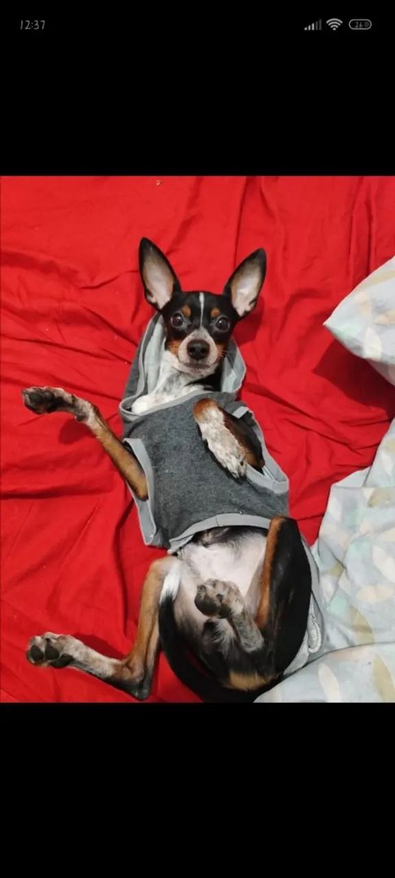 Pinscher  - Foto 4