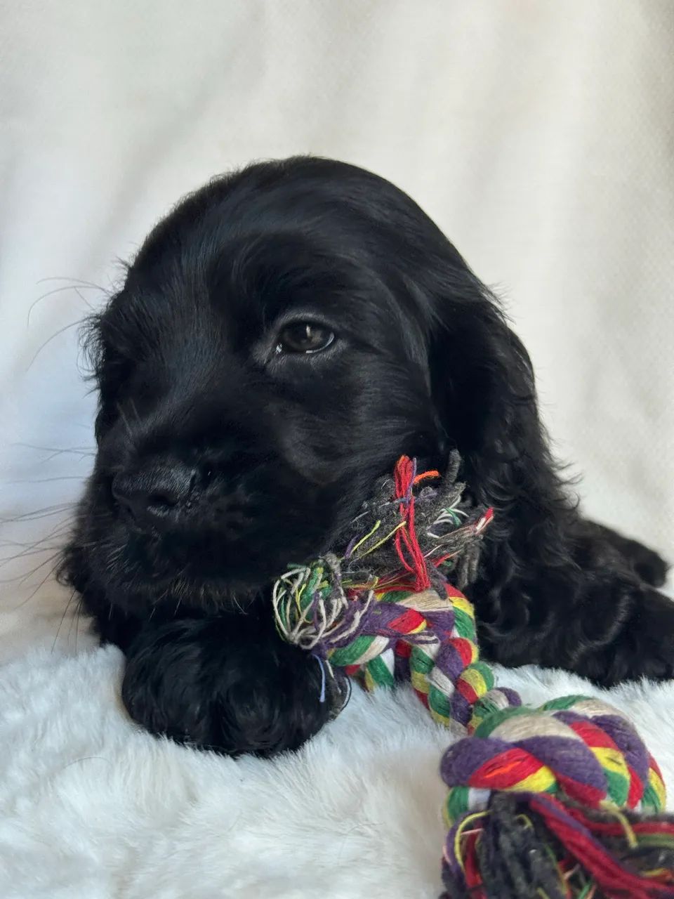 Cocker Spaniel Inglês 