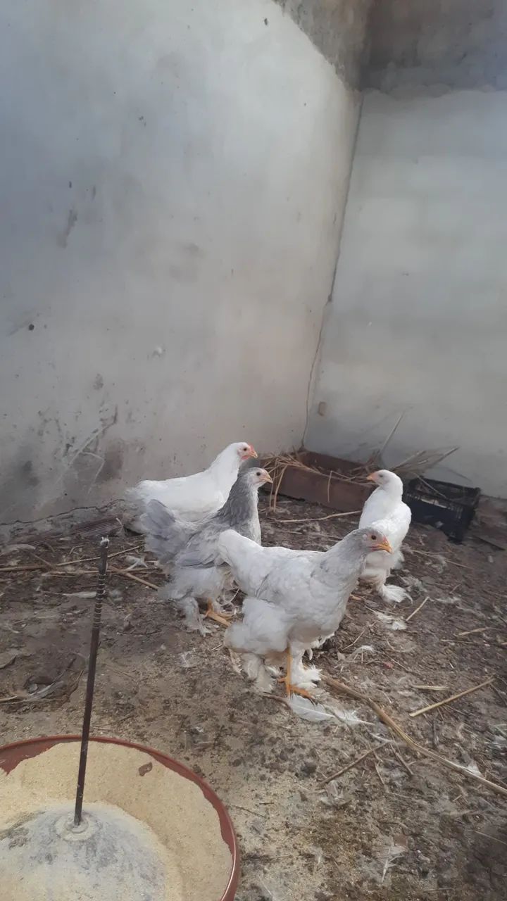 Brahmas Puras Maiores e Top de Linha!!! - Foto 5