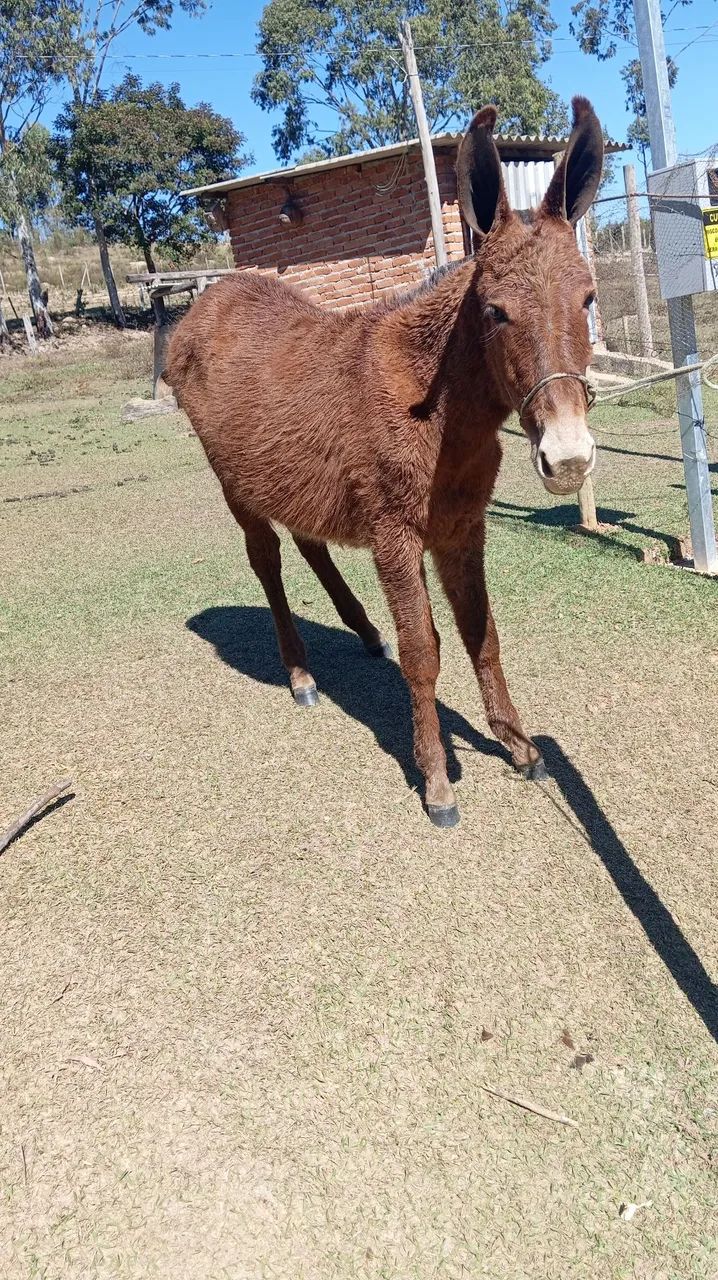 Mula 8 meses - Foto 4