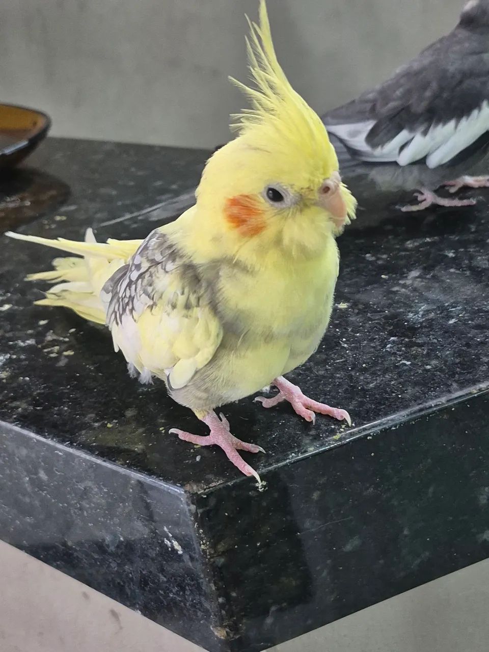 Disponível - Foto 2