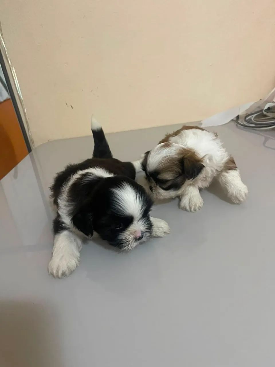 Casal shitzu 