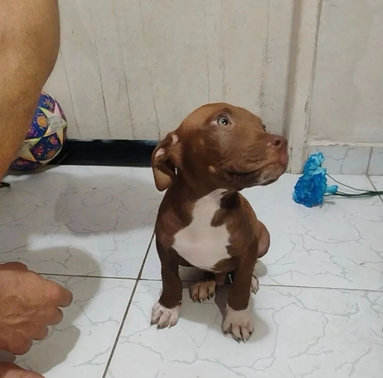 Filhotes de Pitbull  - Foto 2