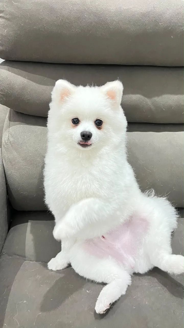 Spitz Alemão - Foto 3