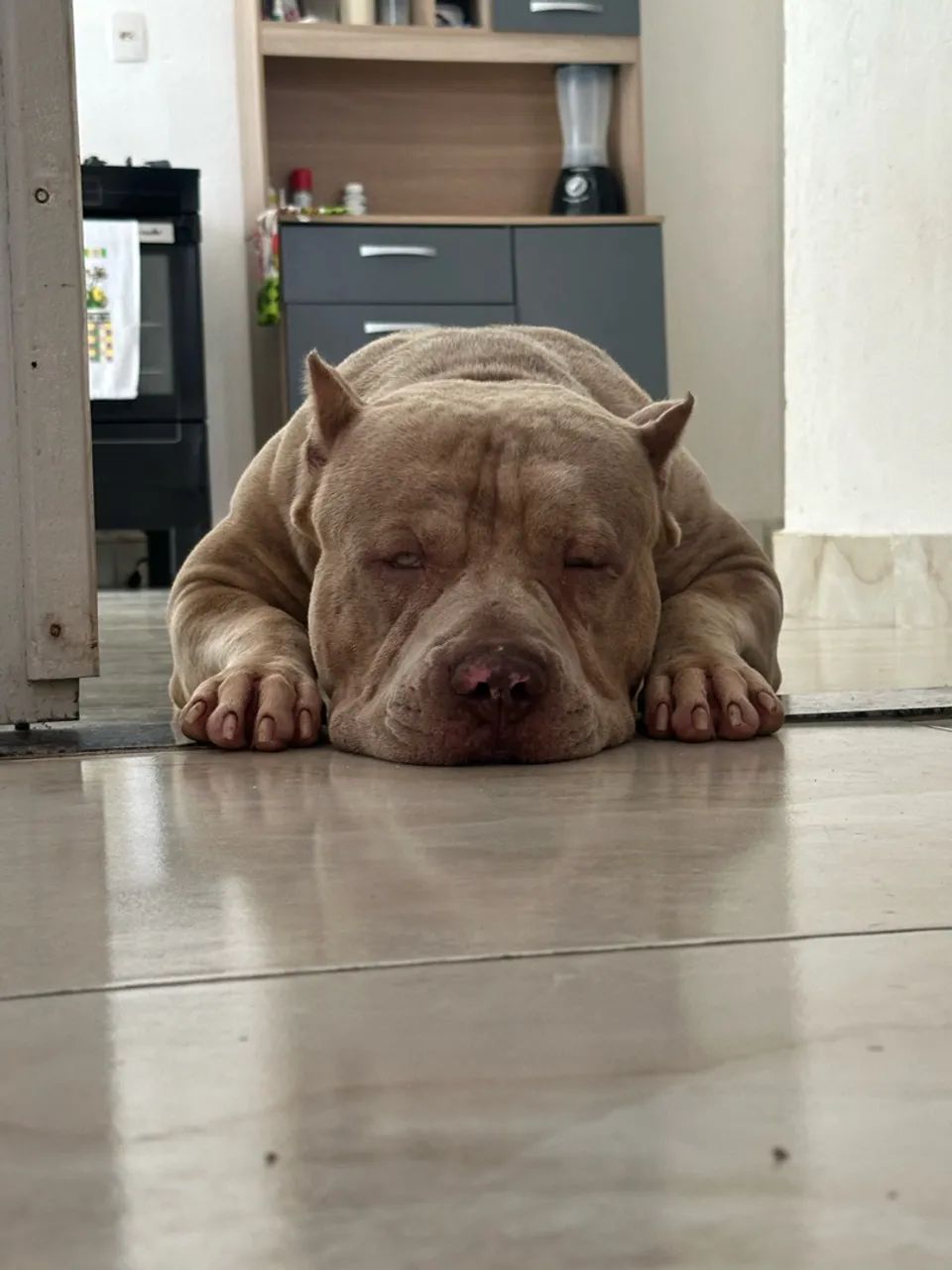 Pitmonster merle para cobertura - Foto 3