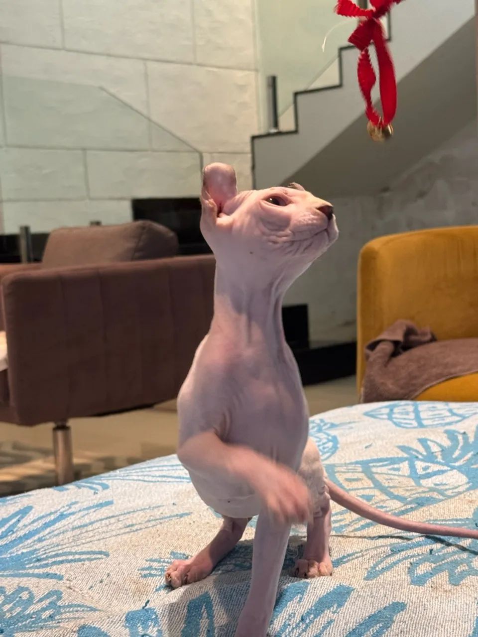Vendo gato Sphynx  - Foto 5