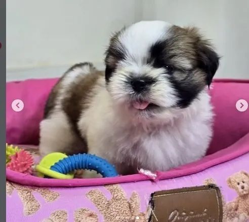SHIH TZU MACHO - Foto 2