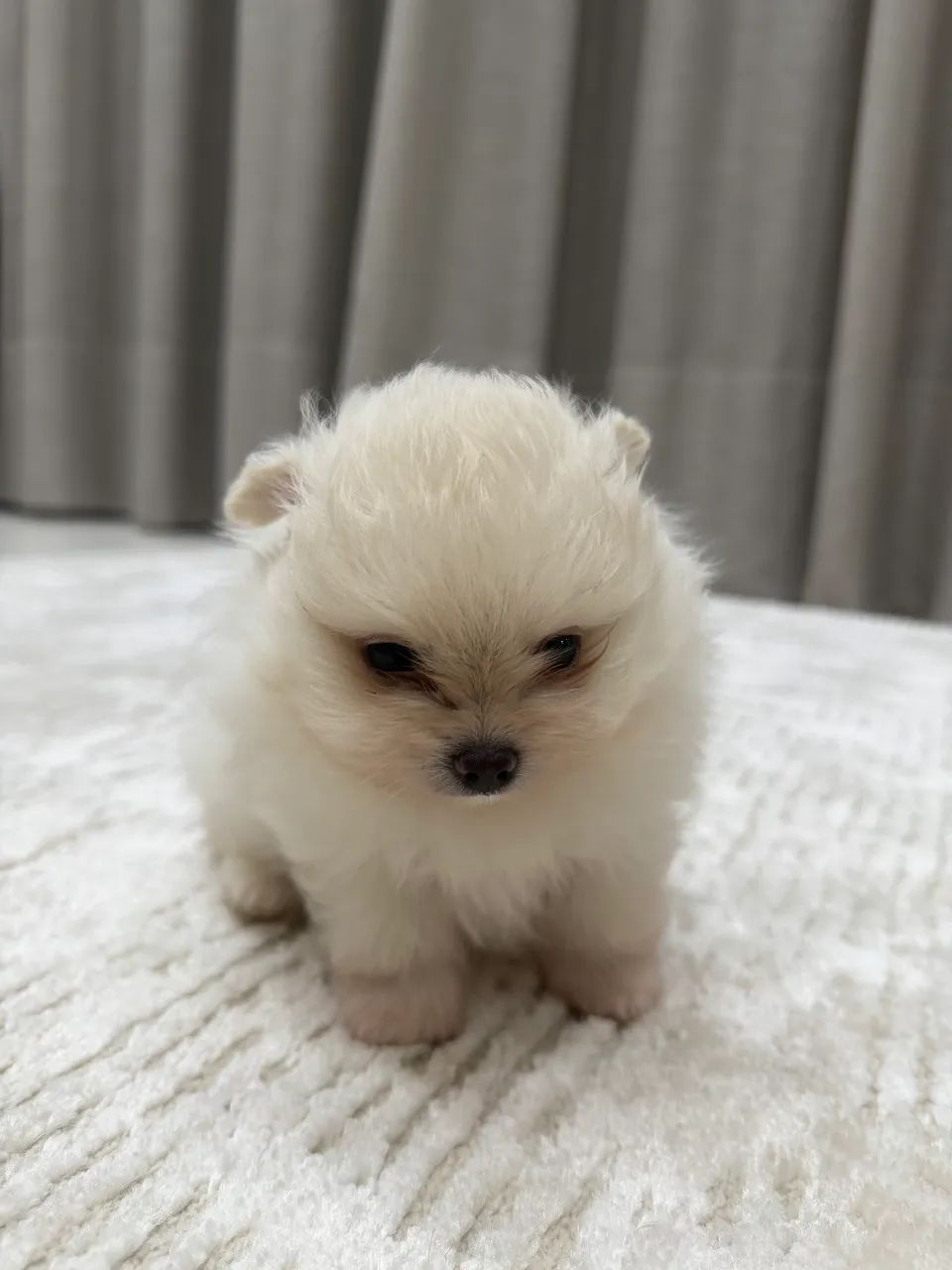Spitz alemão - Foto 4