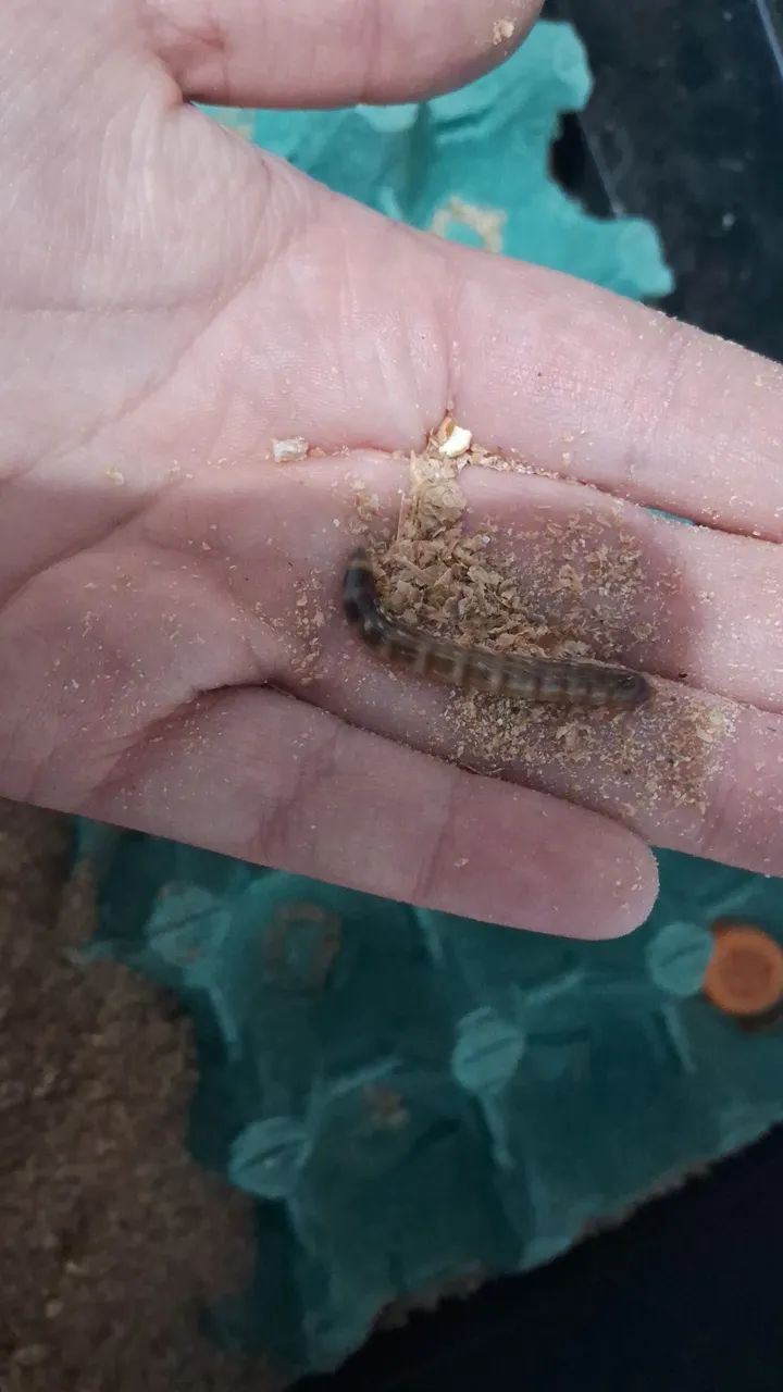 Venda de larvas de tenébrio gigante vivas - Foto 3